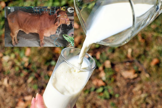 Can we drink milk of lumpy virus cow